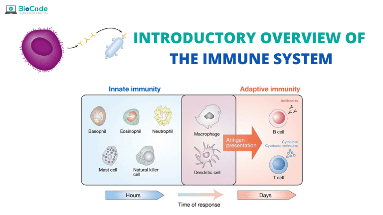 Introductory Overview of the Immune System – BioCode