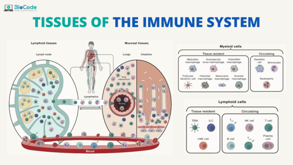 Tissues of the Immune System – BioCode Learn. SaaS. Research