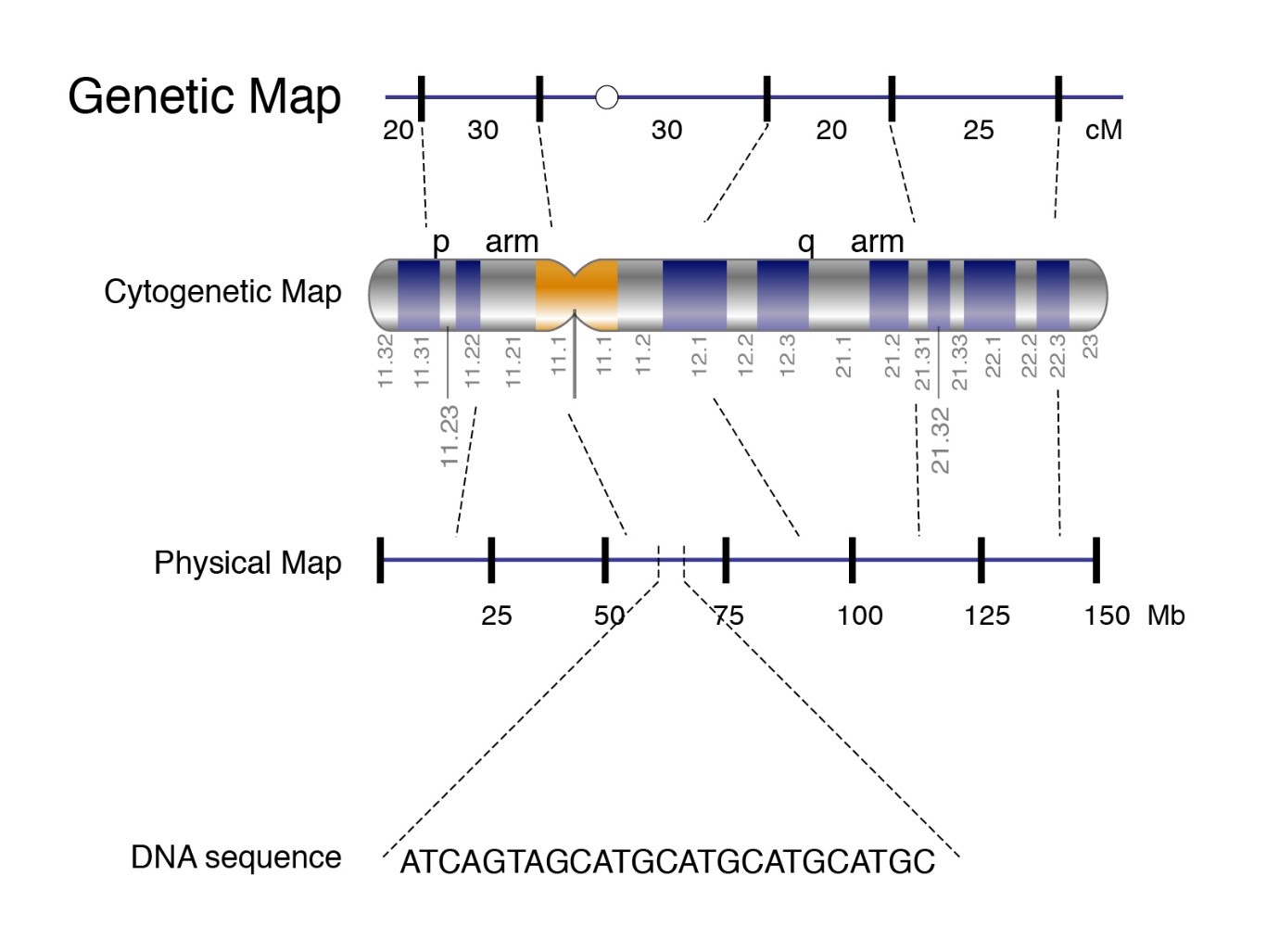 What is Genome Mapping and What Alignment Tools are There? – BioCode ...