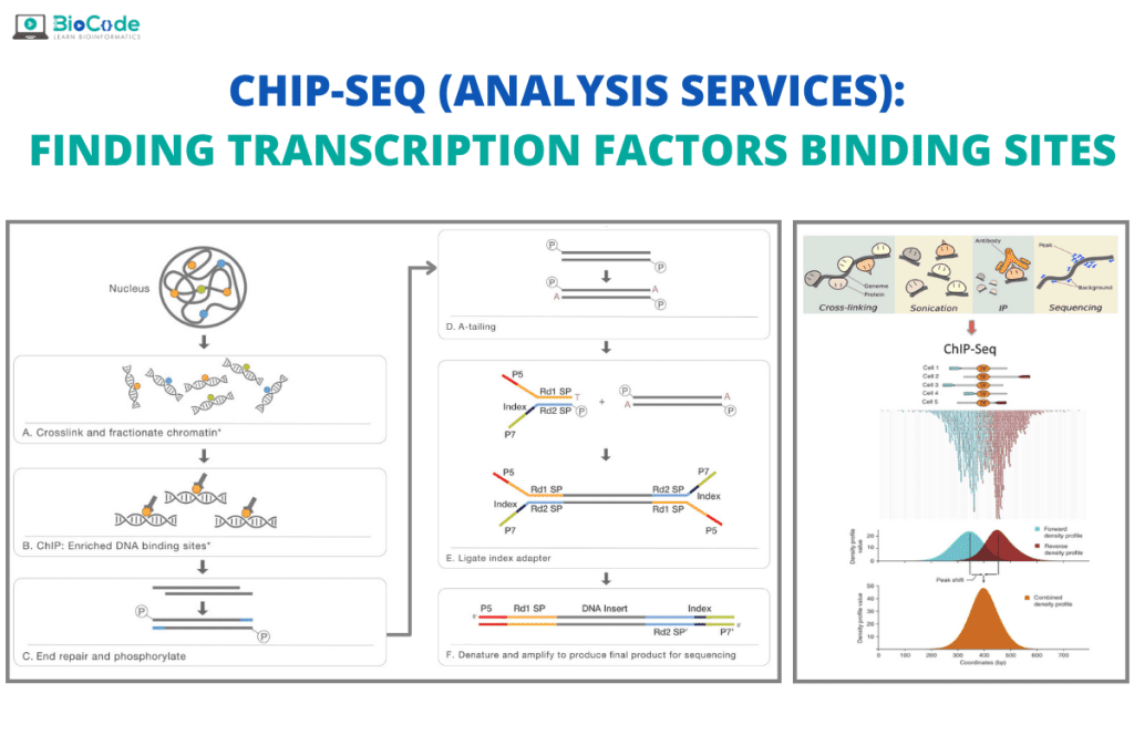 ChIP-Seq analysis services Finding Transcription Factors Binding Sites ...