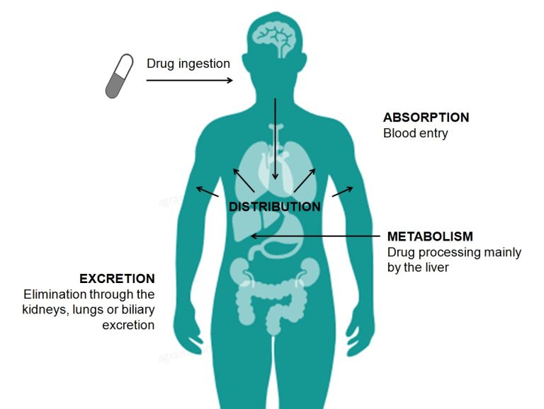 Predicted ADMET property profile for a drug candidate