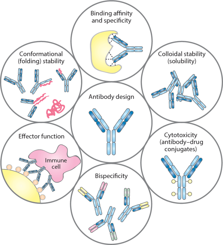 Computational antibody design showing the modelled binding regions