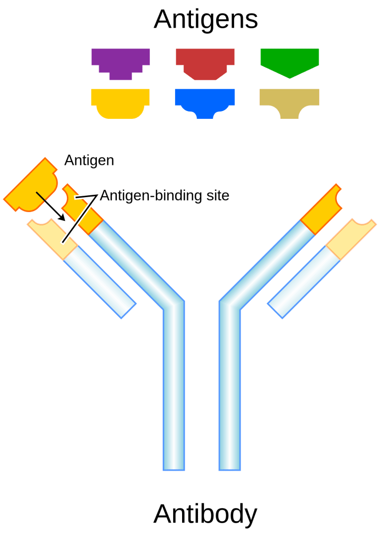 Diagram of an antibody structure showing heavy and light chains