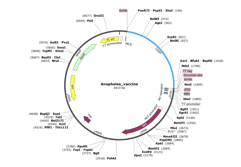 Codon optimisation and in silico cloning of a vaccine construct