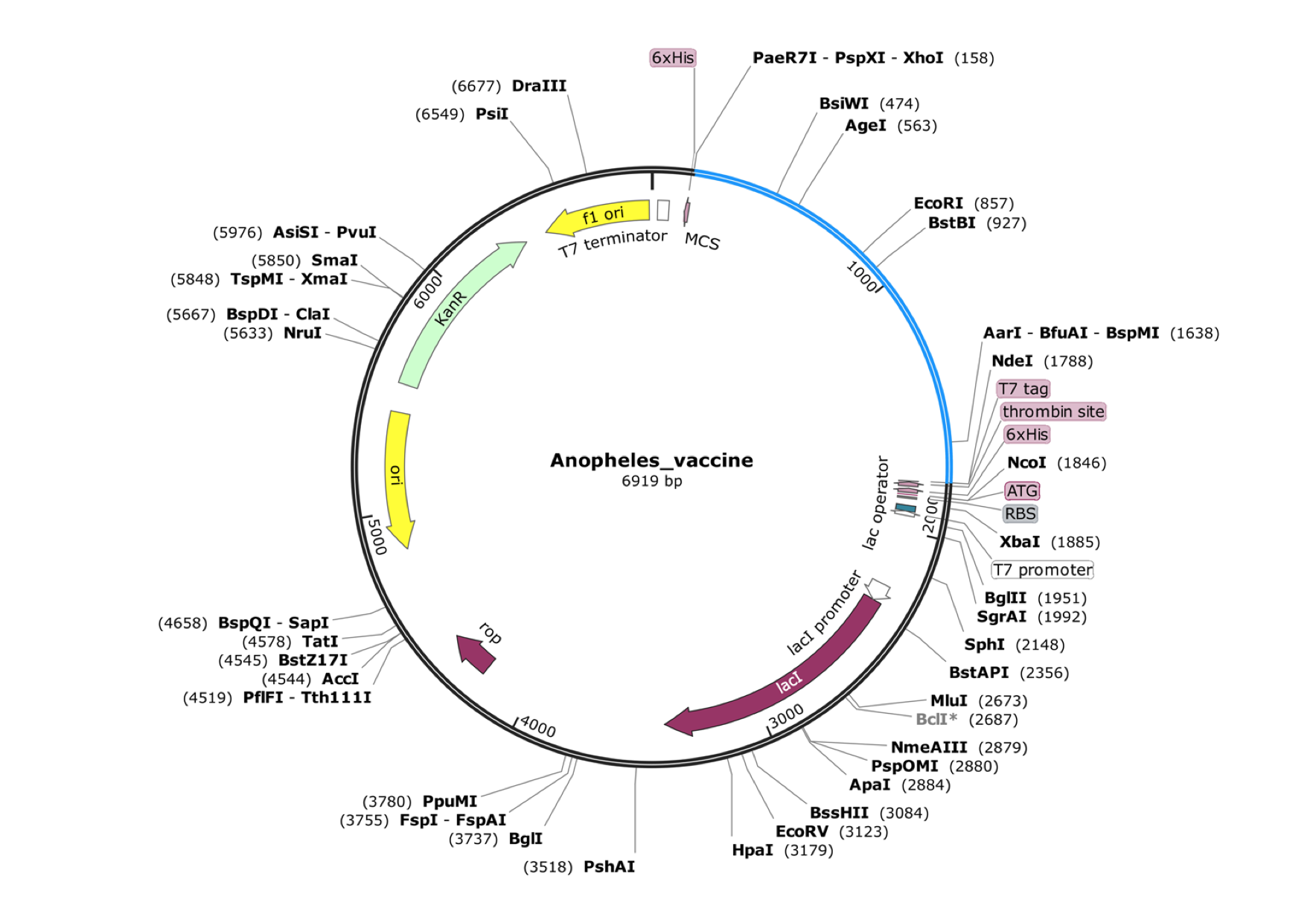 Codon Optimisation _ In Silico Cloning