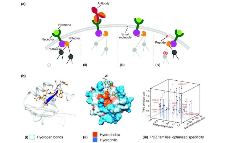 Computational design of a therapeutic peptide