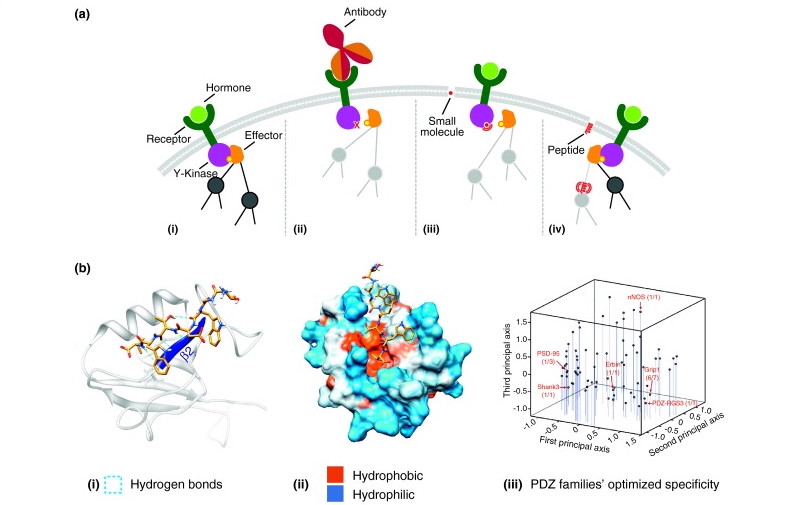 Computational Design of Peptide Glands