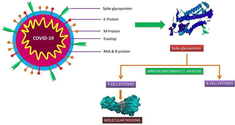 Immunoinformatics approach to predicting B-cell and T-cell epitopes