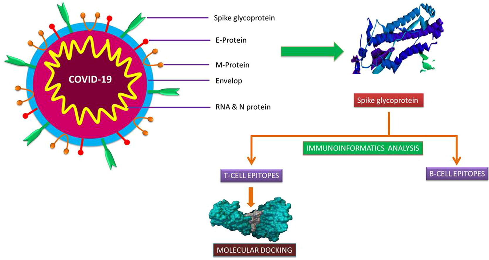 Immunoinformatics Approach for Epitope Prediction