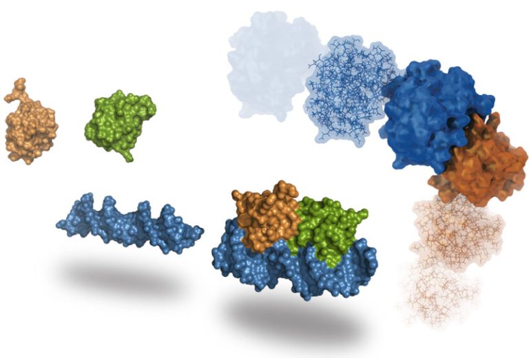 Small molecule ligand docked into a protein binding pocket