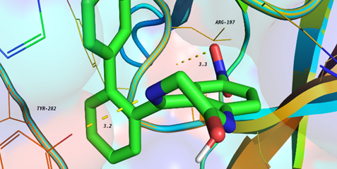 Molecular Docking (Surface Representation)