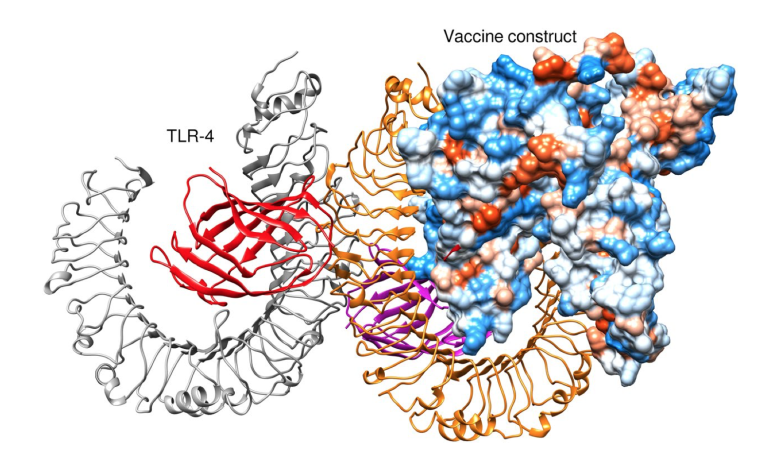 Molecular docking between a vaccine construct and an immune receptor