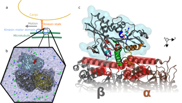 Molecular Dynamic Simulations – BioCode Learn. SaaS. Research