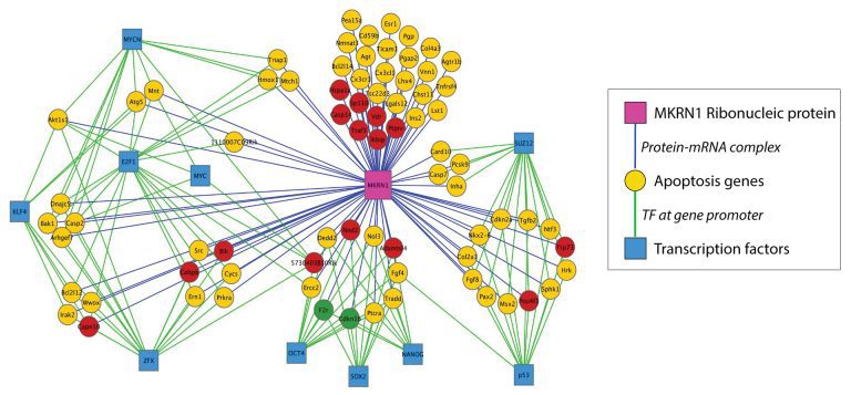 Gene interaction network visualised in Cytoscape