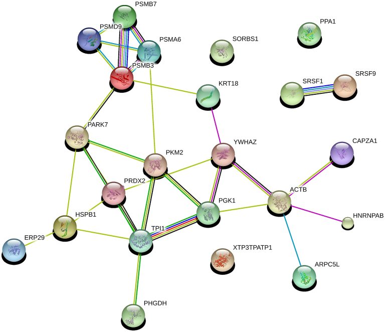 Protein-protein interaction network built with STRING