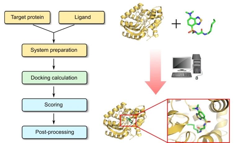 Protein-ligand docking showing the ligand within the receptor pocket
