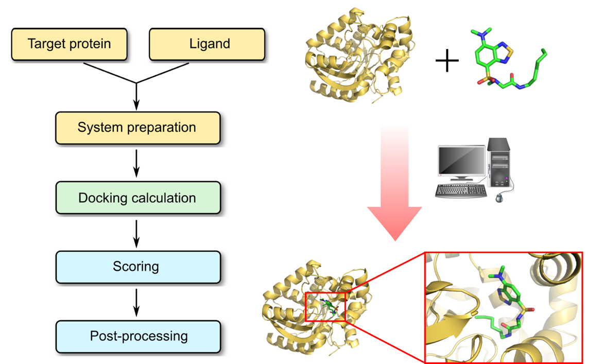 Protein-Ligand Docking