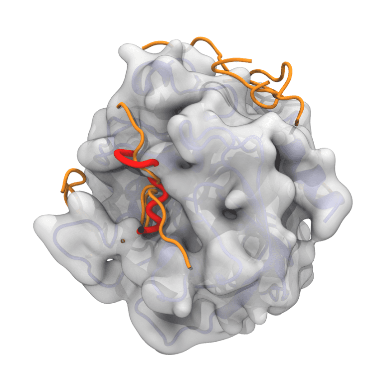 Peptide docked onto the surface of a target protein
