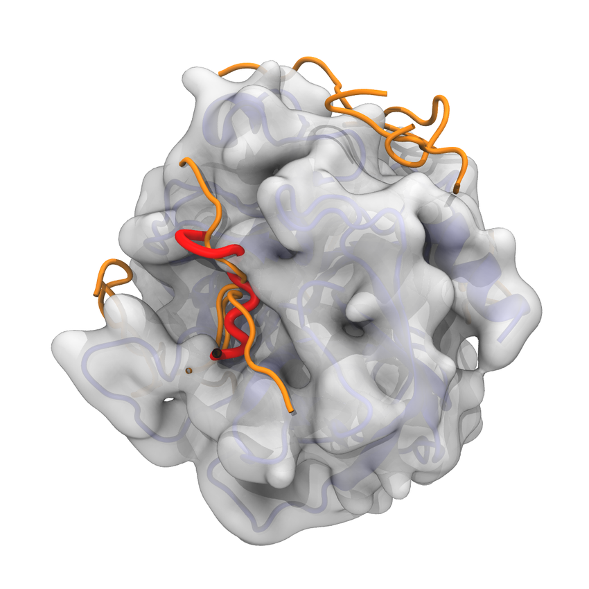 Protein-Peptide Docking
