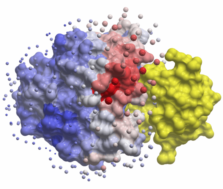 Protein-protein docking with one partner coloured by electrostatic surface potential