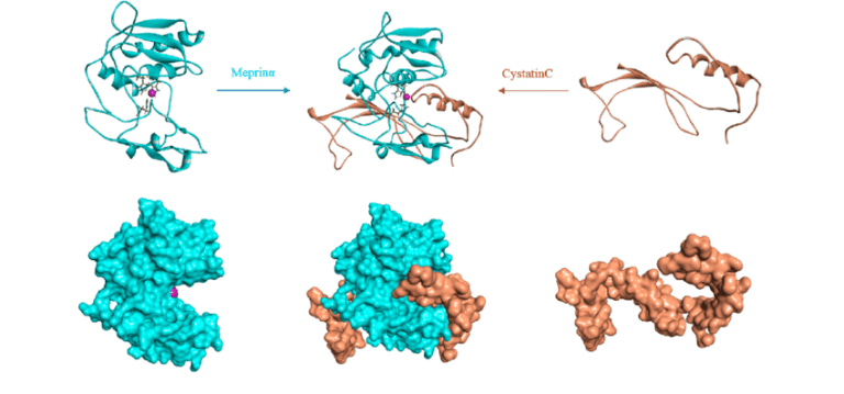 Two proteins docked together at their predicted interaction interface