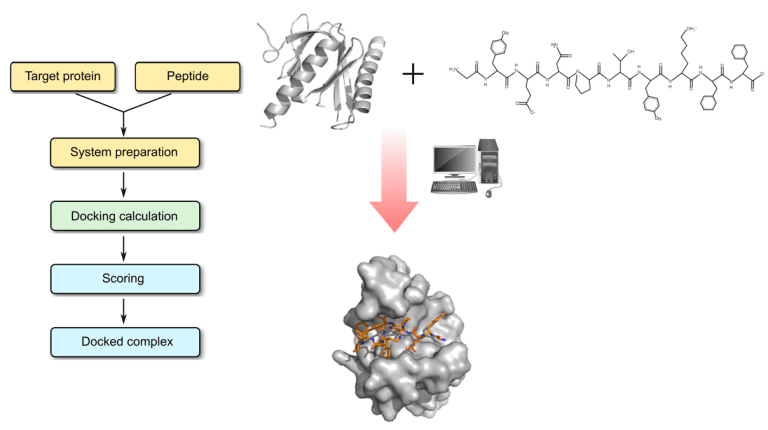 Protein-peptide docking showing the peptide bound at the interaction site