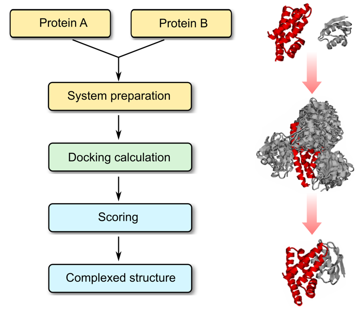 Protein–Protein Docking