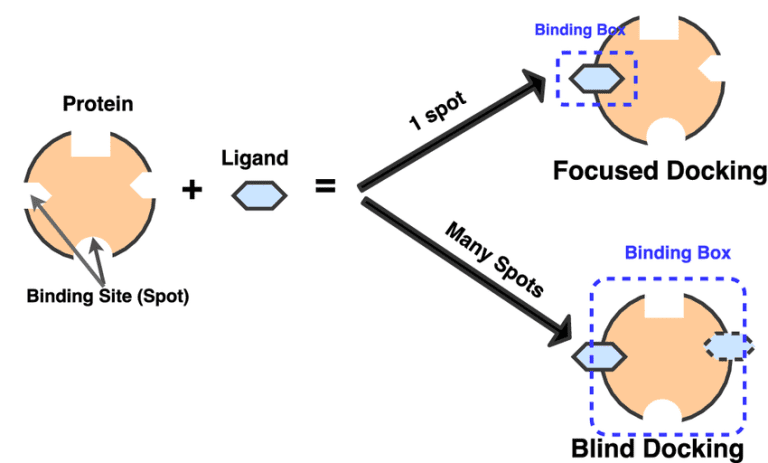 Comparison of site-specific targeted docking and blind docking