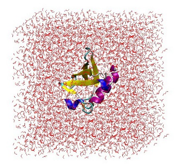 Solvated Protein