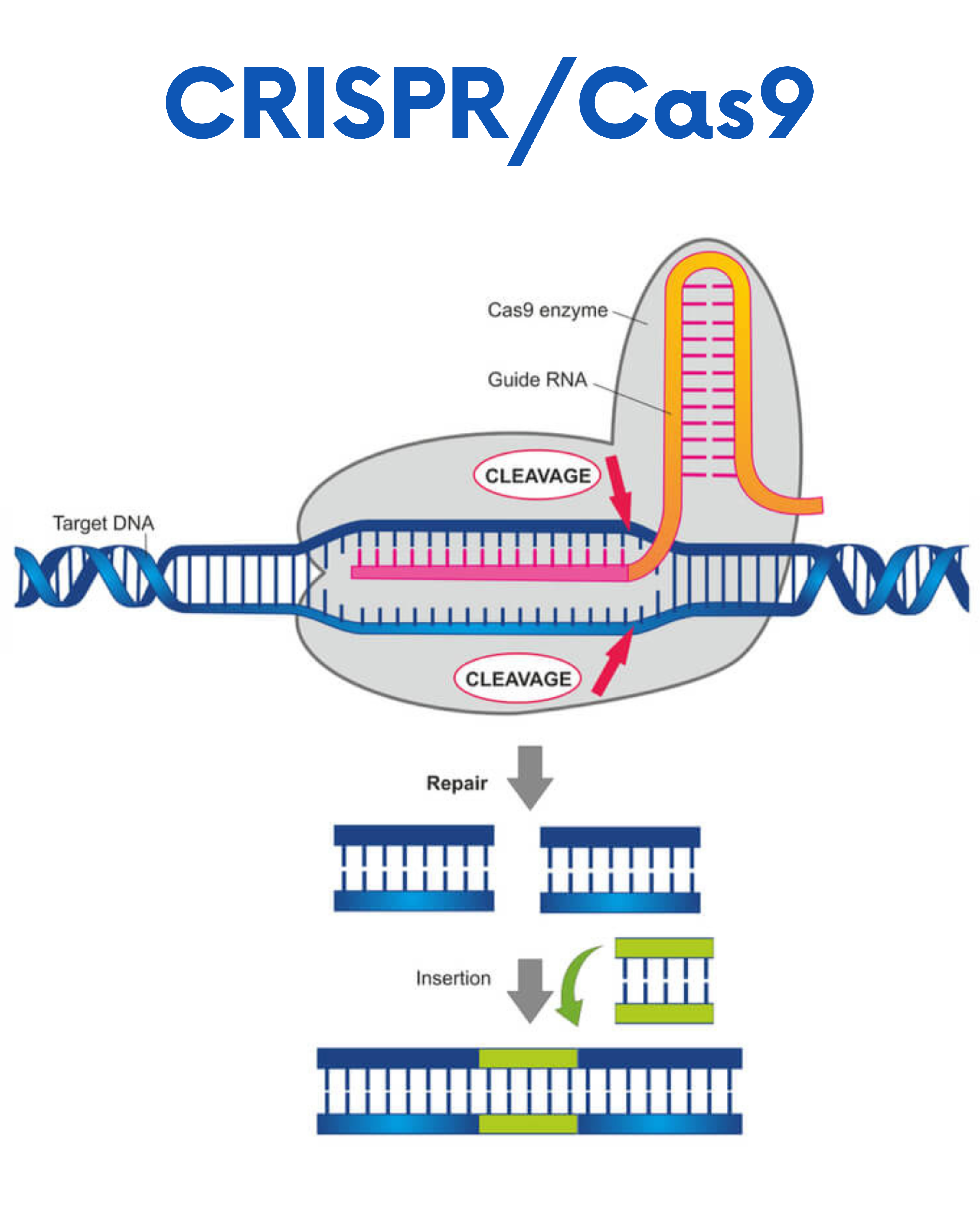 | BioCode | BioCode