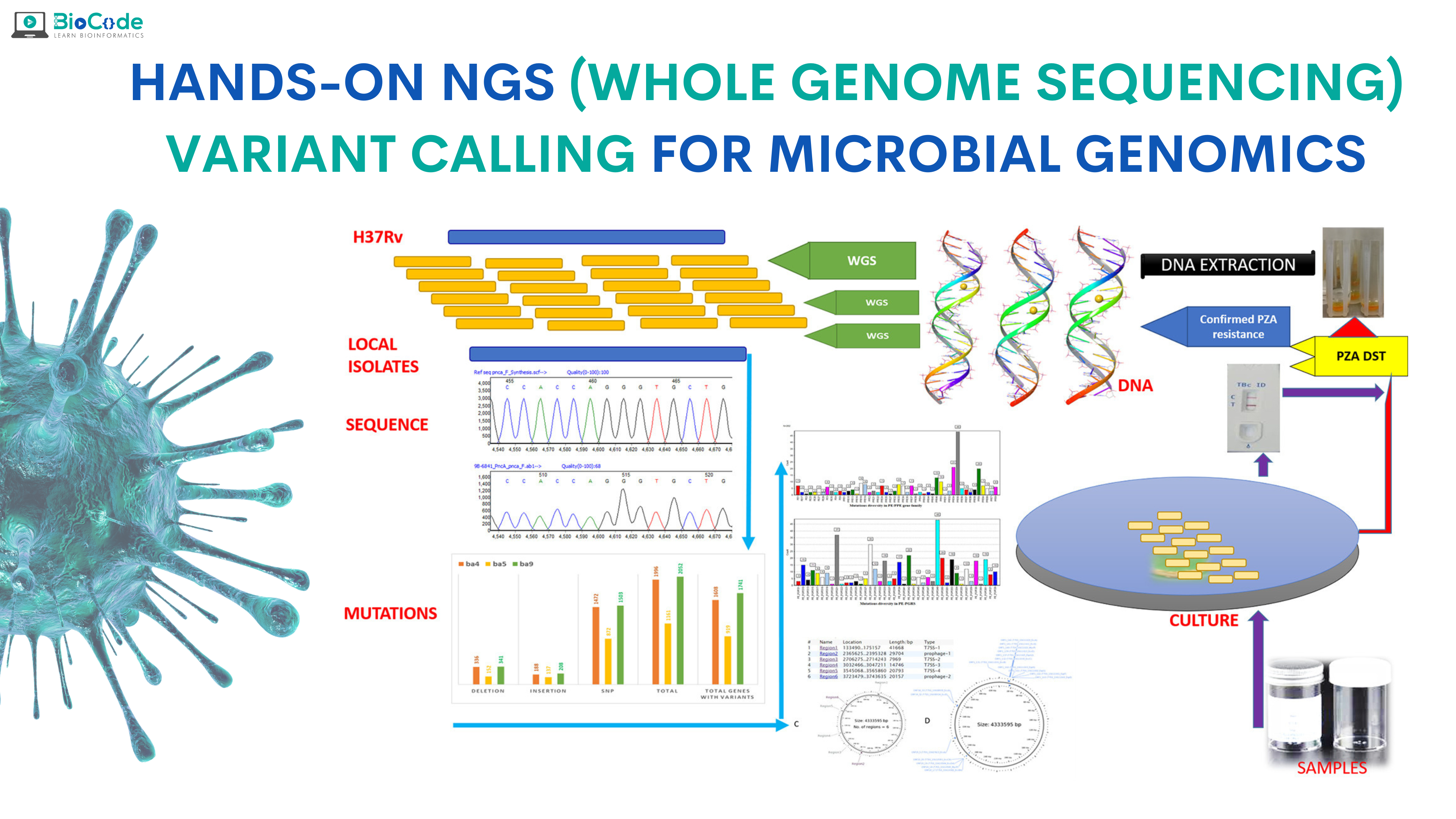 Hands-on: NGS (Whole Genome Sequencing) Variant Calling for Microbial Genomics