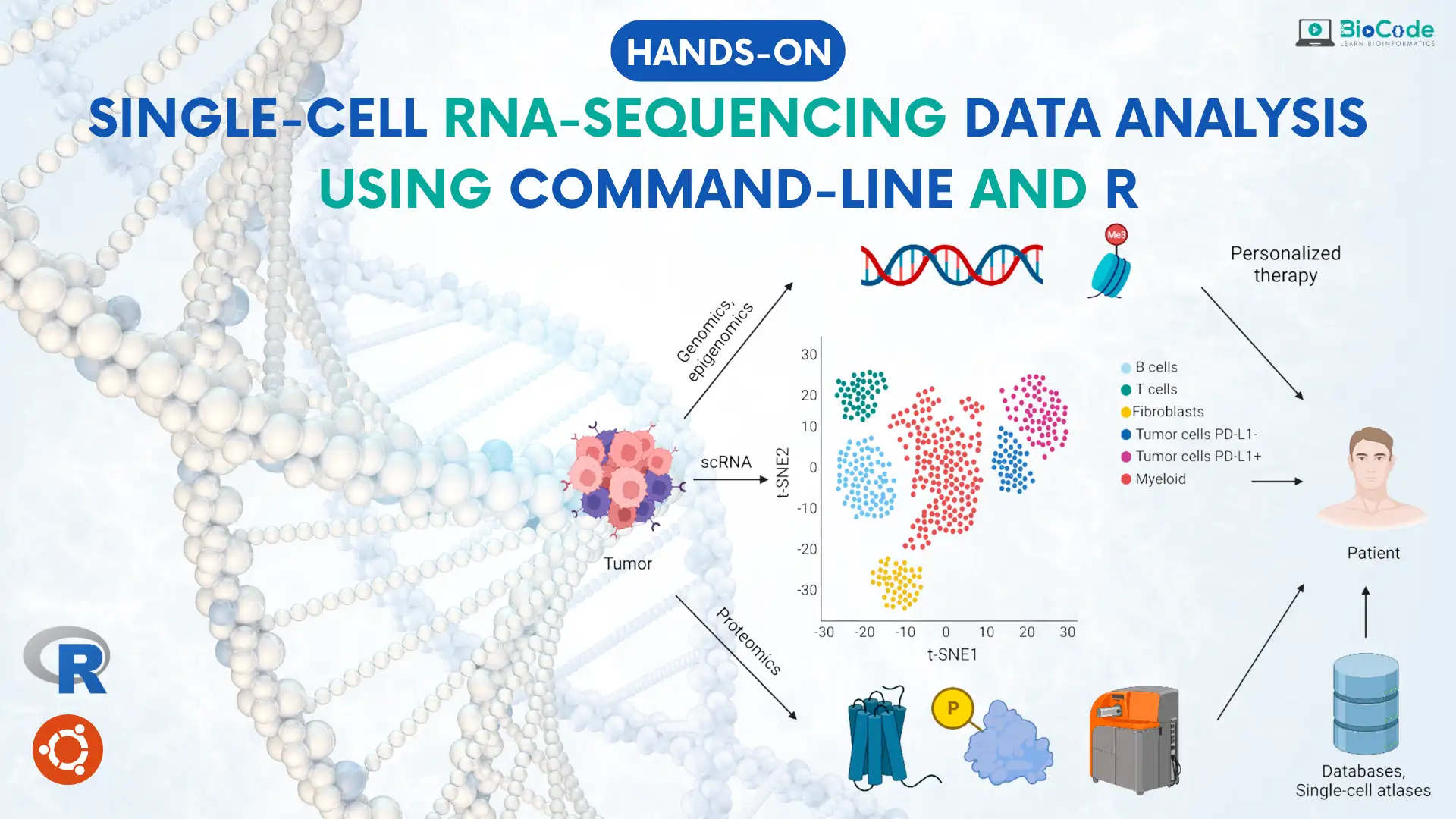 Hands-on: Single-Cell RNA-Sequencing Data Analysis Using Command-Line and R [Complete Training]