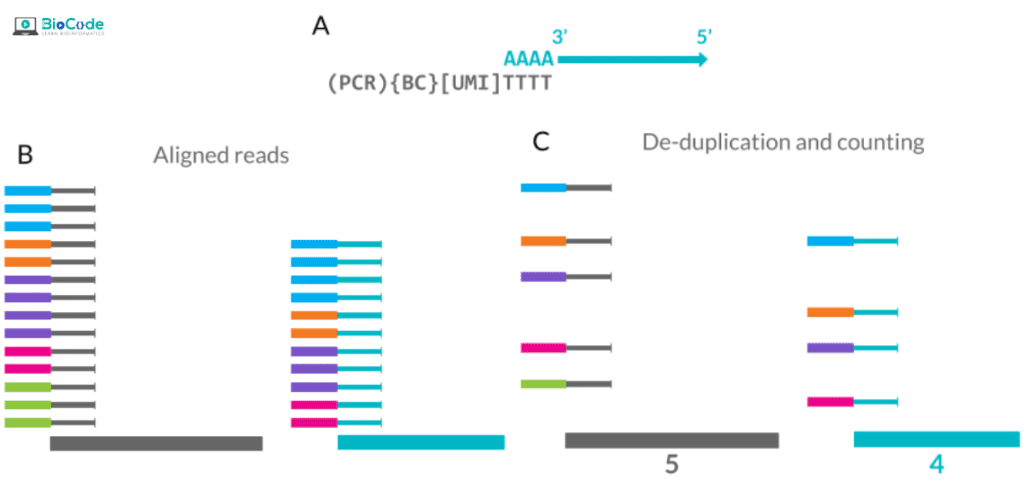 | BioCode | BioCode