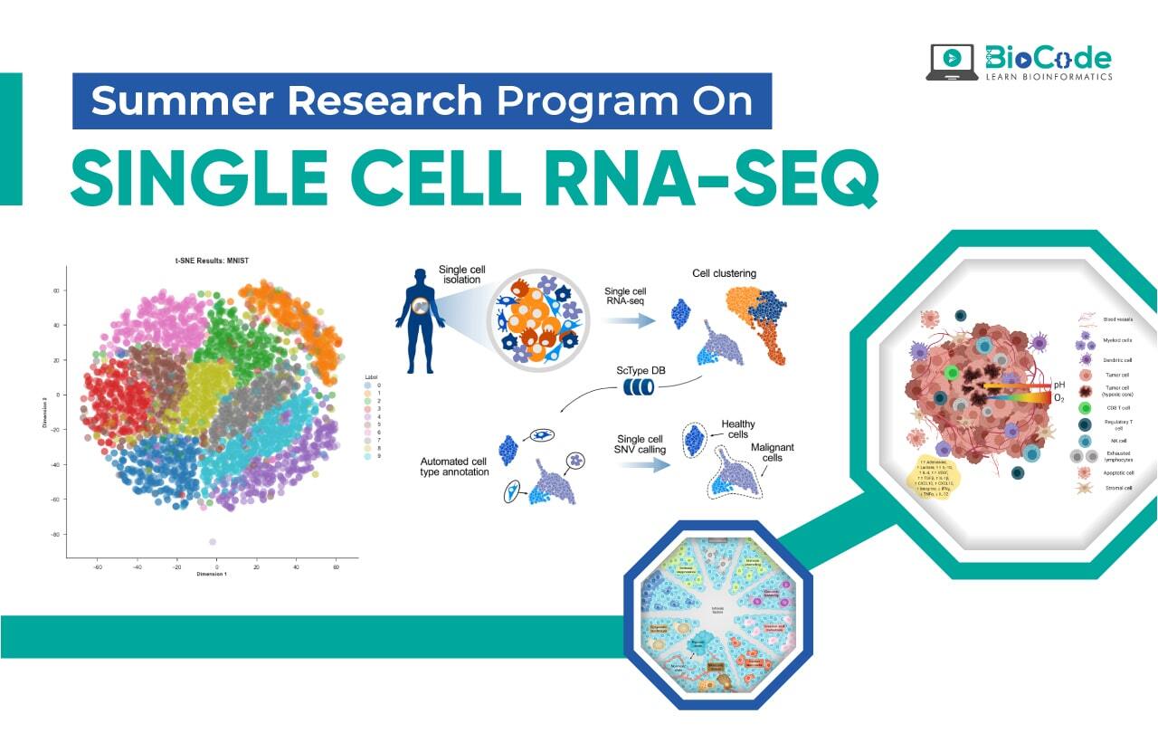 Summer Research Program on Single-Cell RNA-Seq