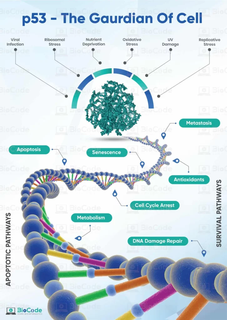 | BioCode | BioCode