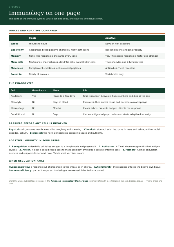 The first page of the free immunology summary